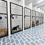 Pet Boarding